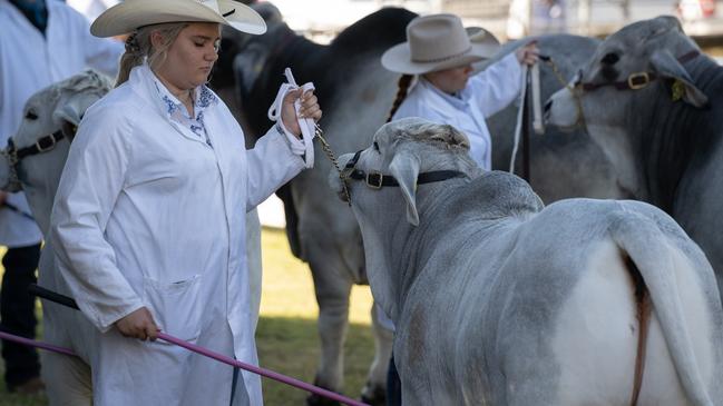 Cattle judging at the Gympie District Show 2023. Picture: Christine Schindler