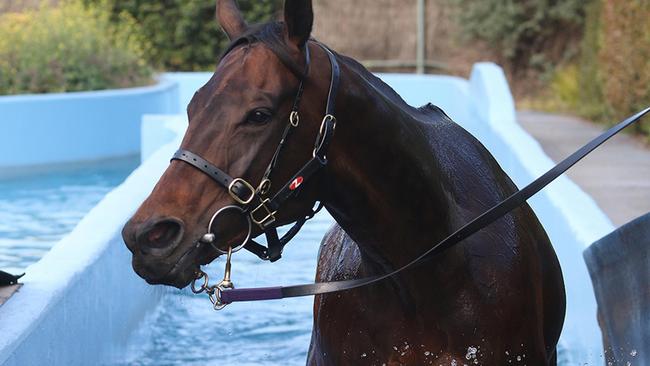 Winx is a raging hot favourite for Saturday’s Cox Plate at Moonee Valley. Picture: Darryl Sherer