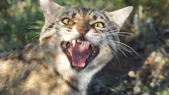 Feral cats breeding with domestic animals is part of the problem on the island.