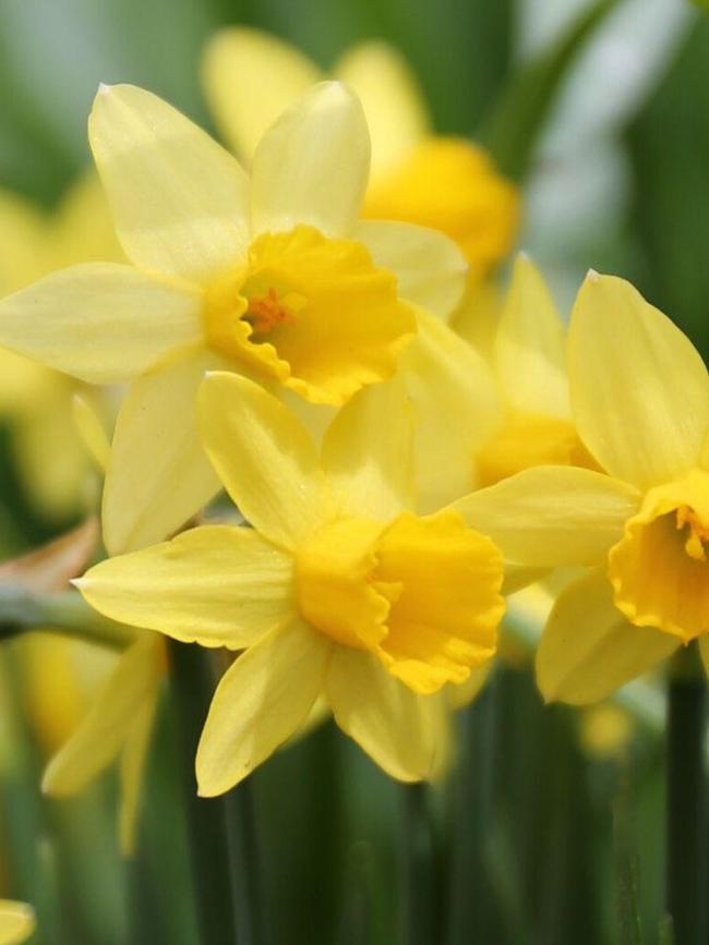 ‘Tete a Tete’ is a popular miniature daffodil. Source: Supplied