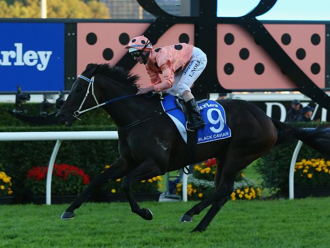 Black Caviar effortlessly wins the TJ Smith Stakes in 2013. Picture: Getty Images