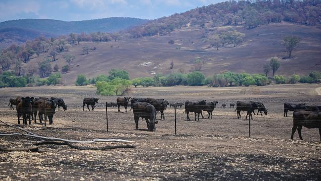 Cows on the blackened paddocks. Picture: Simon Dallinger