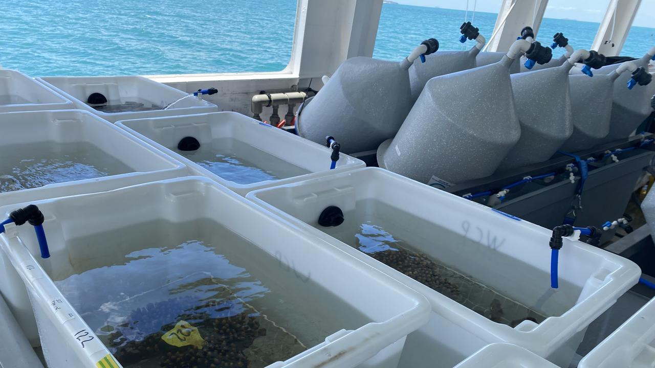 Marine experts work with Woppaburra people at North Keppel Island on