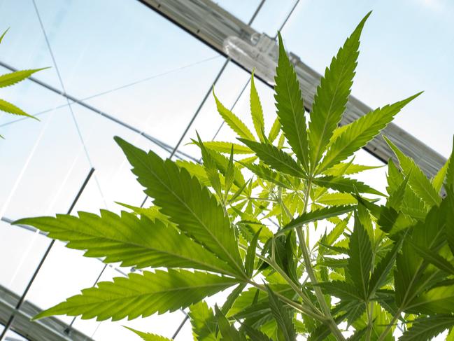 JOHNSTOWN, NY - AUGUST 19: Cannabis plants grow in the greenhouse at Vireo Health's medical marijuana cultivation facility, August 19, 2016 in Johnstown, New York. New York state lawmakers voted to legalize marijuana for medical use in 2014 and the law took effect in January 2016. Currently, five organizations are allowed to grow and sell the drug for medical use in the state. New York's new law only allows people with 'severe debilitating or life threatening conditions' to obtain marijuana for medical use.   Drew Angerer/Getty Images/AFP == FOR NEWSPAPERS, INTERNET, TELCOS & TELEVISION USE ONLY ==