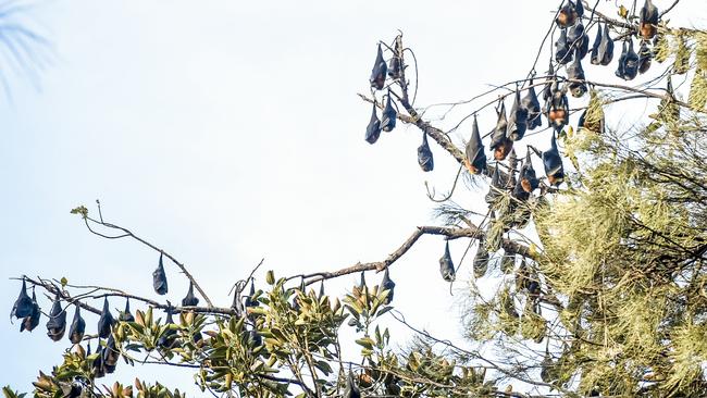 The colony of grey headed flying foxes in SA now numbers about 60,000. Picture: Roy VanDerVegt