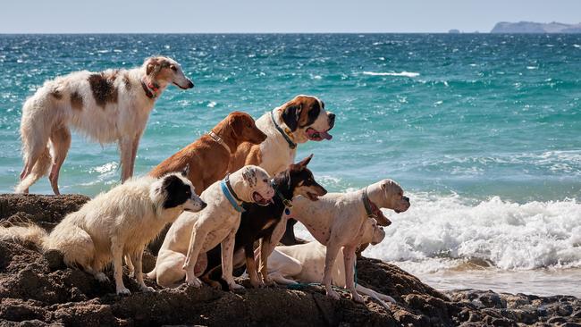 Group of dogs of different breeds pose obediently for a photograph on a rock with the sea beahind