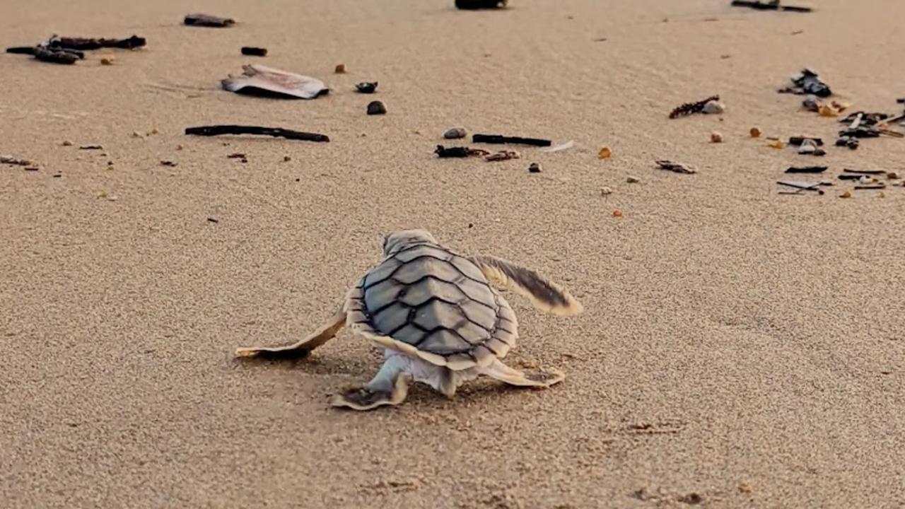 A turtle hatchling on a Mackay beach, Queensland. Turtles are reptiles and are often threatened by hunting and human pollution. Picture: Joely Whiting