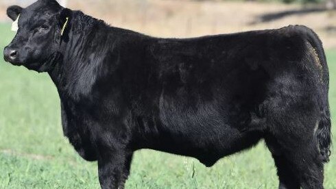 Texas Thunderstruck, a 12-month old bull made $360,000 and sold to Mackas Angus at the Texas Angus sale at Warialda, NSW. Picture: Supplied