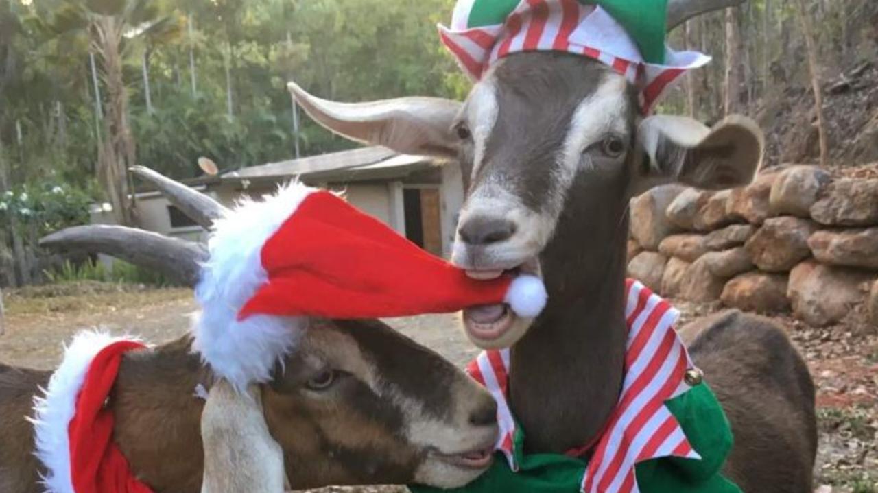 Pet Goats Missing From Gordonvale Family Property The Cairns Post   Cbc14ca5dd1c4e2f5d8821ba3d6e76c5