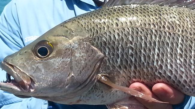 Mangrove jack will now have a minimum size limit of 35cm to protect juvenile stocks