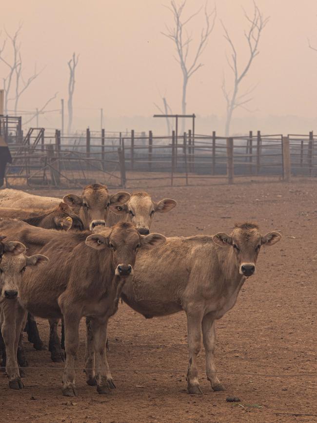 Cattle were left helpless in the tough conditions. Picture: Jason Edwards