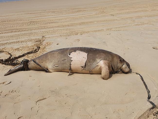 A chain around a dead dugong at Rainbow Beach. Picture: WWF