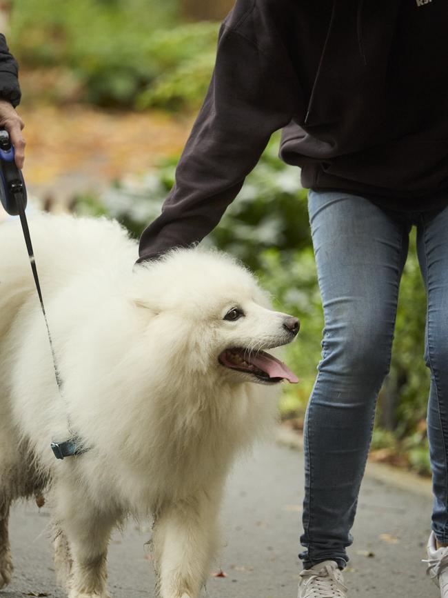 Million Paws Walk in the Adelaide Botanic Gardens, Sunday, May 28, 2023. Picture: Matt Loxton