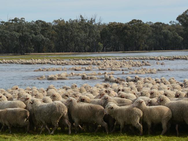 From a collection of personal photographs of the monster flood that hit Louise and Andrew's property in October 2016. The Burges, with the help of friends, had to swim 2000 ewes and lambs to safety. Picture: Louise Burge