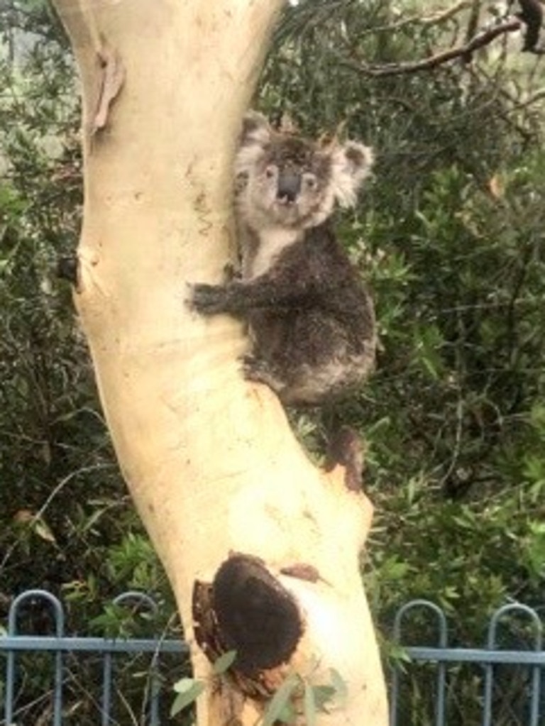 Koalas are among some of the country's native species living in the area and are under threat if the MLALC continues with plans for development. Picture: Facebook / Matt Kemp