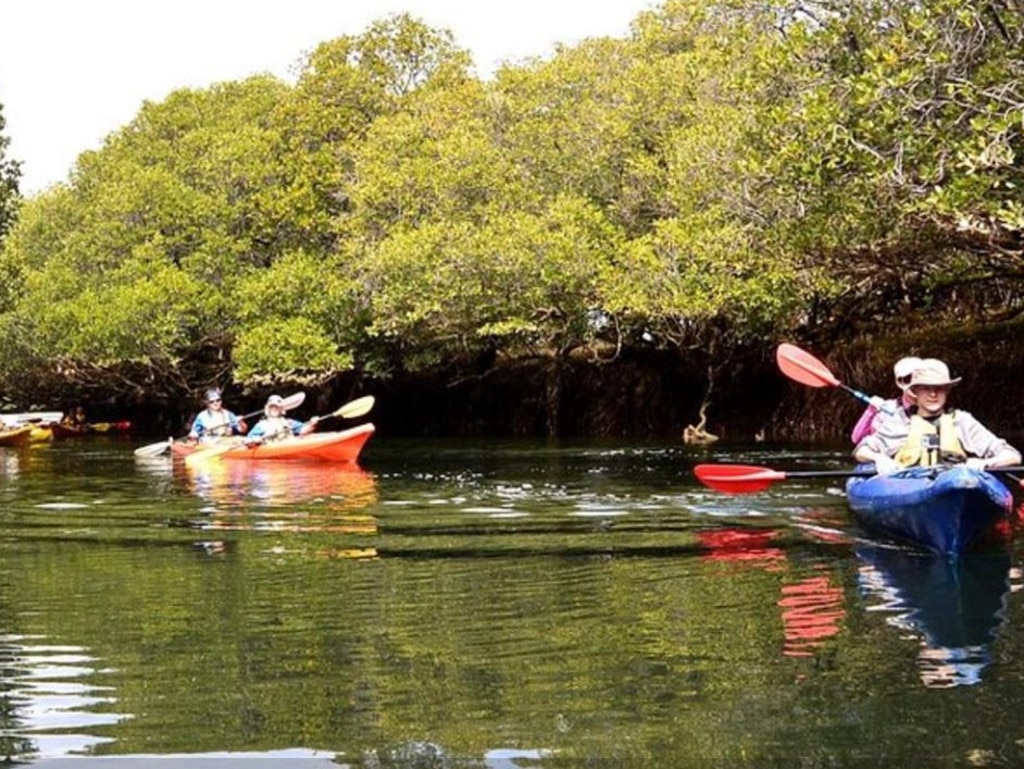 Get up close and personal with wild bottlenose dolphins. Picture: Booking.com