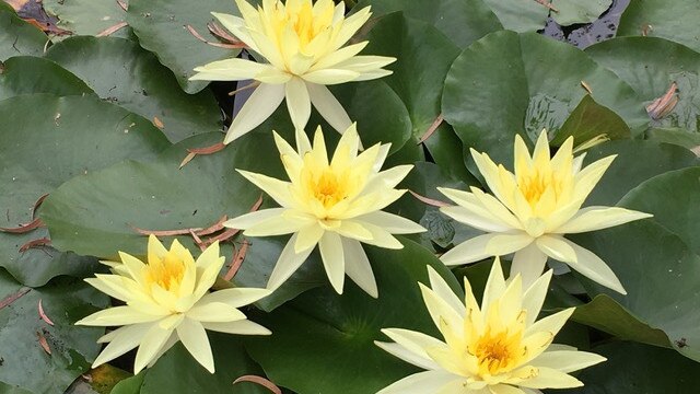 Yellow 'Sunrise' nymphaea. Picture: Austral Watergardens