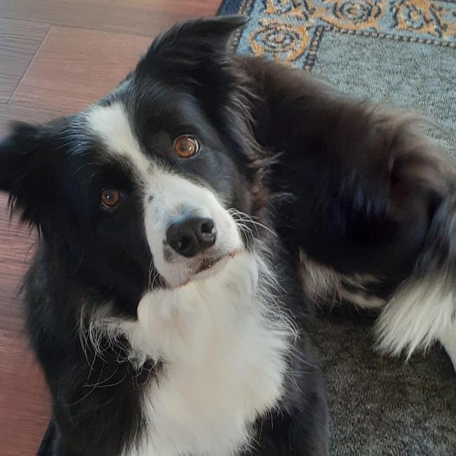 Miss Molly from Murwillumbah waiting for her next adventure. Picture: Steve
