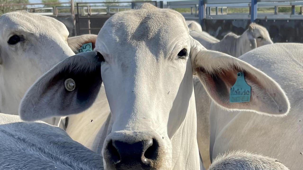 Gulf Coast Agricultural has 70,000 to 80,000 Brahman cattle.