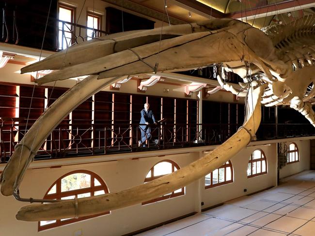 28/01/2020Looking through the mouth of 'Otto' the adolescent skeleton of a blue whale is  unveiled in its new display place in the new WA Museum with Alec Coles CEO WA Museumpic Colin Murty The Australian