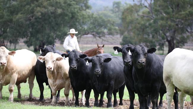 Ascot Cattle Company recorded some of their best sale results at the Autumn Bull Sale as a Charolais bull reached $28,000 and two Angus bulls hit $20,000.