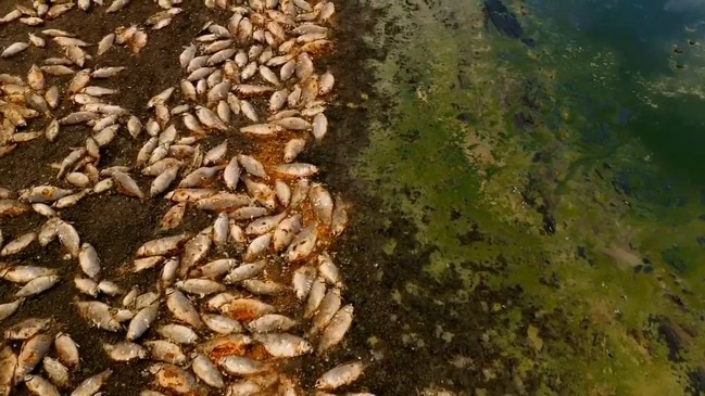 Dead fish line Lake Pamamaroo in NSW fish kill