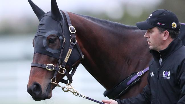 Champion racehorse Winx is paraded by strapper Umut Odemislioglu following trackwork at Flemington Racecourse in Melbourne, Thursday, October 4, 2018. Winx is preparing for the $500,000 Group 1 TAB Turnbull Stakes. (AAP Image/David Crosling) NO ARCHIVING