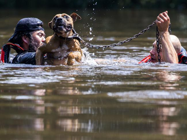 Amazing animal rescues of Harvey and Irma. From dripping dogs and bedraggled cats, to frightened flamingos and washed up manatees, we look at the pets and wild animals who survived the great American storms: Marine Corps League member Jeff Webb and rescue diver Stephan Bradshaw rescue a dog that was chained to a flooded porch as a result of Tropical Storm Harvey Thursday, Aug. 31, 2017 in Lumberton, Texas. Picture: AP