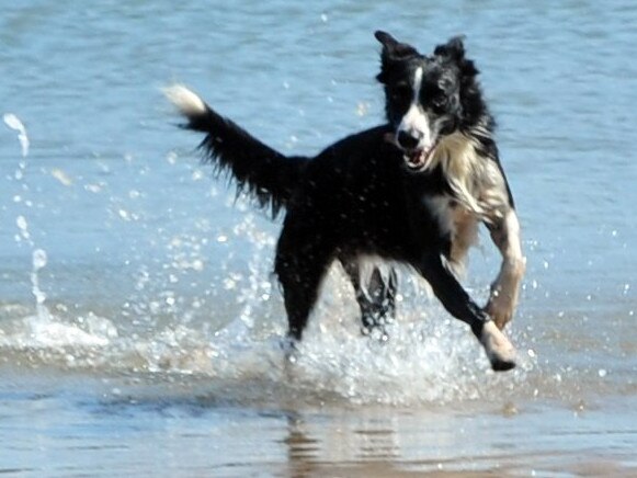 RUNNING FREE: A dog on the beach in Bargara.Photo: Max Fleet / NewsMail