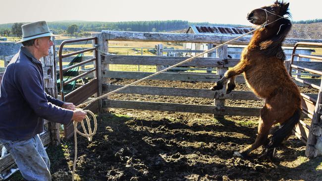 The process of taming a young brumbie is not easy. Picture: Judy Goggin