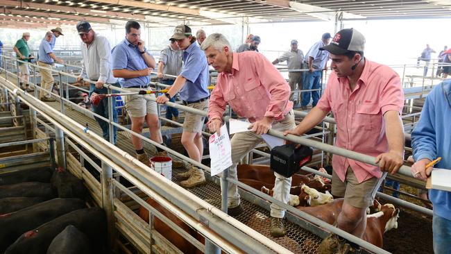 Livestock prices are forecast to stay elevated this year. Picture: Zoe Phillips