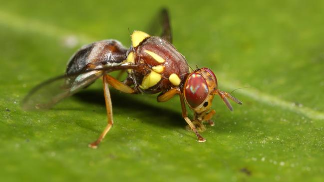 The fruit fly crackdown is expected to net almost $5 million in fines.