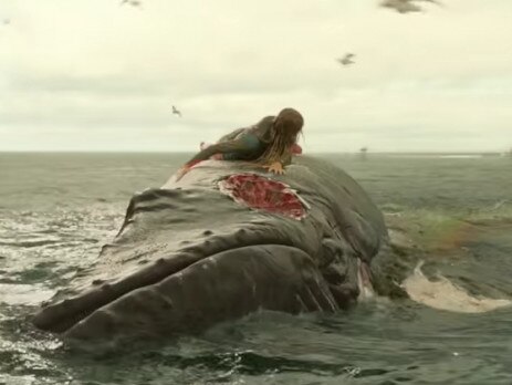 The peak of Willy’s career as Blake Lively clings to his carcass while surrounded by sharks.