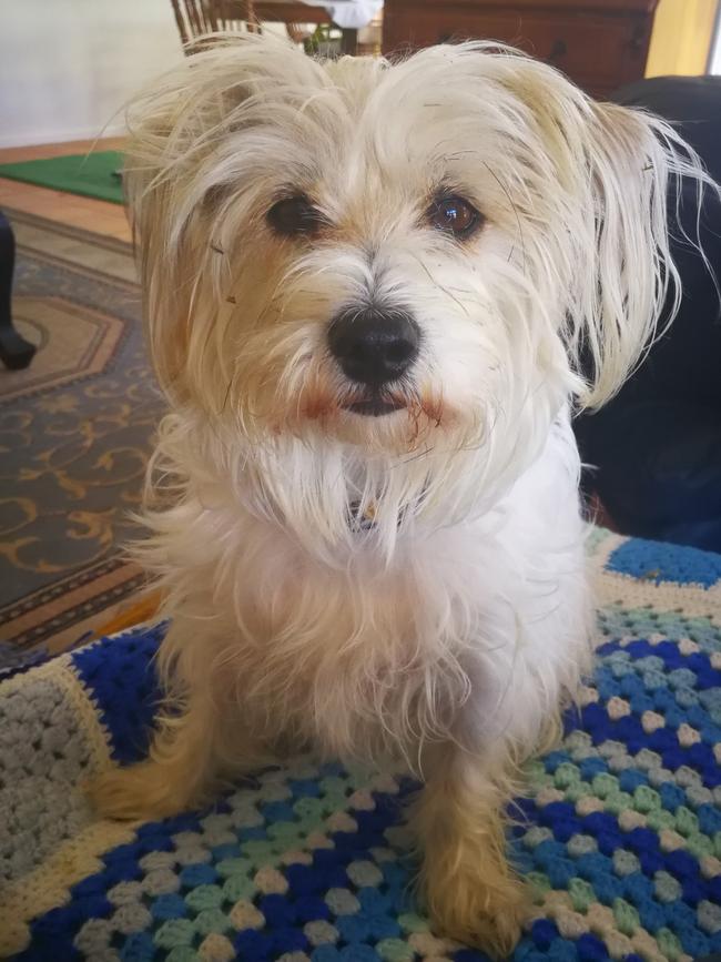 BELLA ROSE: The maltese x jack russell, 3, is full of spunk and very protective of her family.