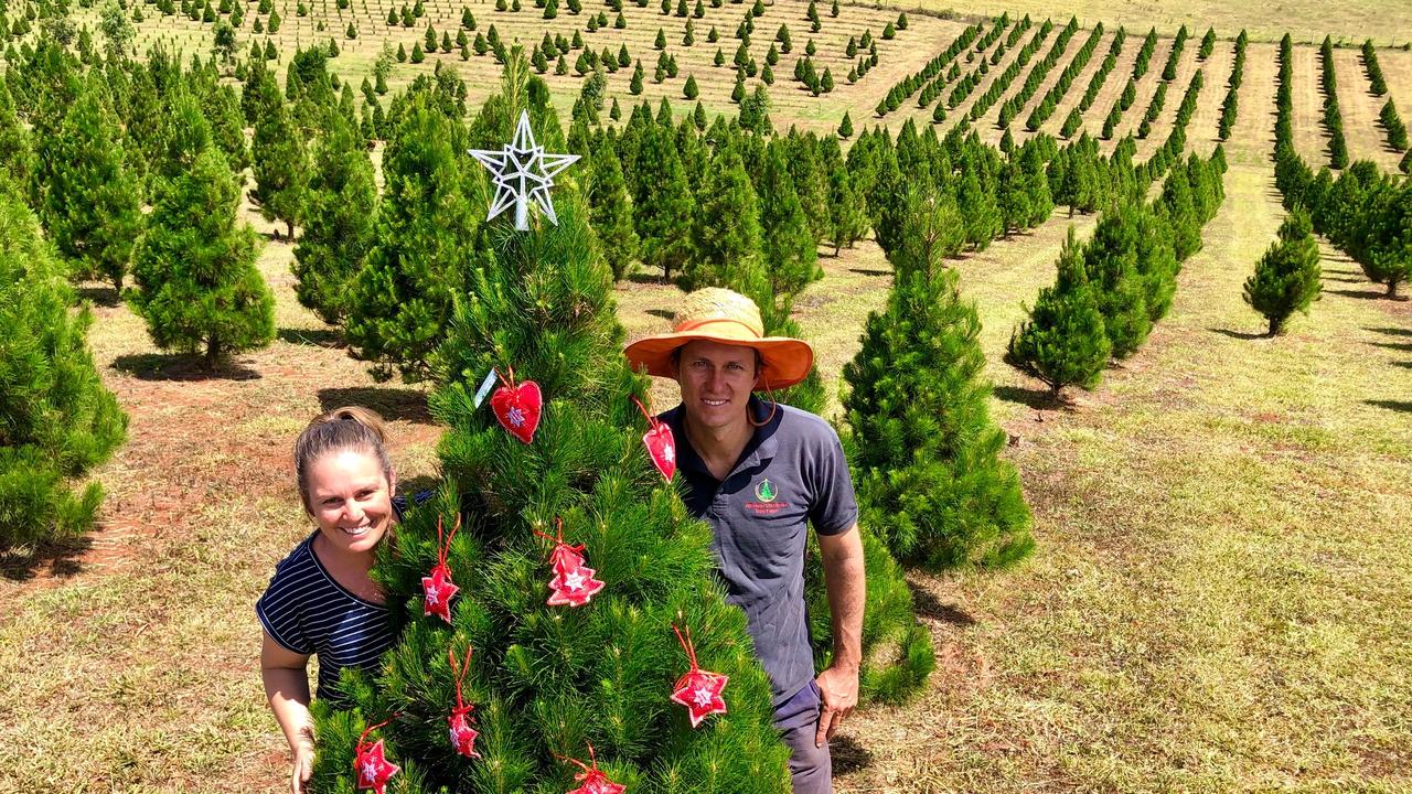 Atherton Christmas Tree Farm to welcome hundreds of people for tagging | The Advertiser