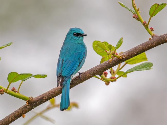 Arko Saha, of India, took gold in the 11 and Under age category with this shot of a vibrant blue verditer flycatcher. Picture: Arko Saha / Bird Photographer of the Year