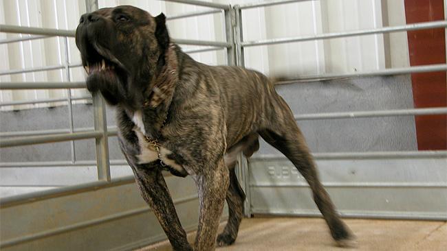 Perro de presa canario