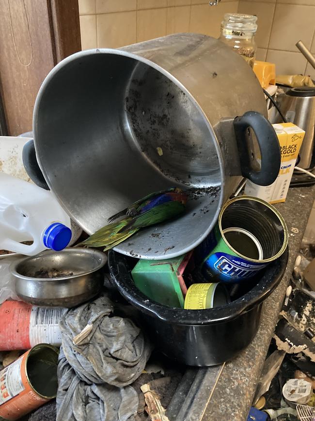 Dead birds were found around the residence, some in pots and pans. Picture: Supplied by RSPCA