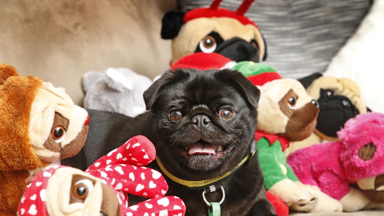 Cardinia Council declares Darcie the pug innocent | Herald Sun