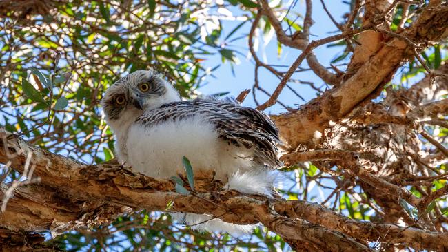 The chick, pictured perched at Centennial Parklands. Photo: Francisco Martins