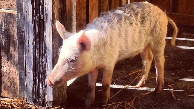 Kevin Bacon in his pen during happier times at The Grounds in Alexandria. Picture: Supplied