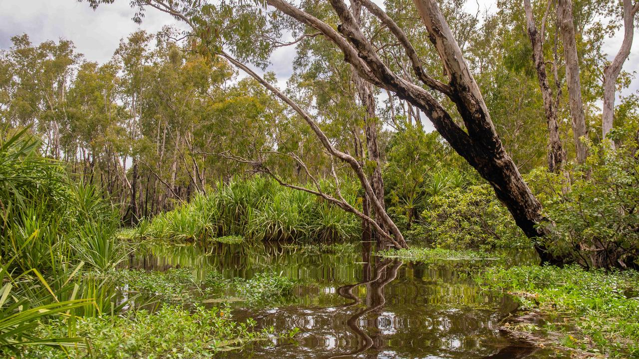 Kakadu National Park comes alive during the wet season. Guluyambi Wet Season Tour and Cruise takes you through the submerged paperbark forests of the National Park after heavy rains. Picture: Che Chorley