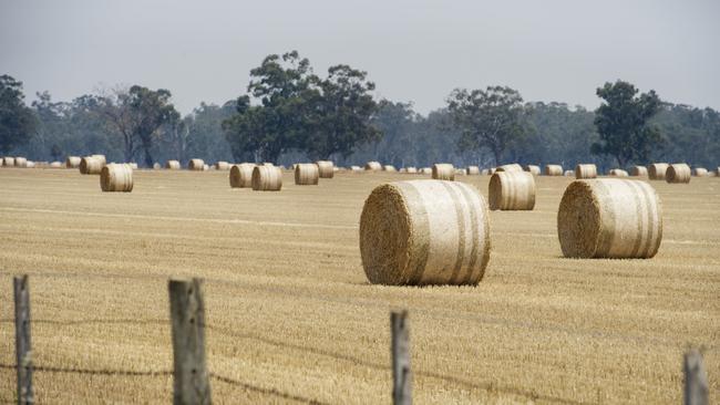 Grain crops that have been frost damaged are being made into hay. Picture: Zoe Phillips