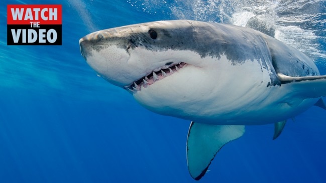 Is this the world's largest great white shark?