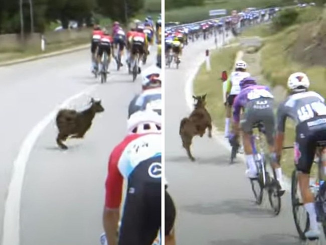 A goat ran onto the track during the Giro D'Italia.