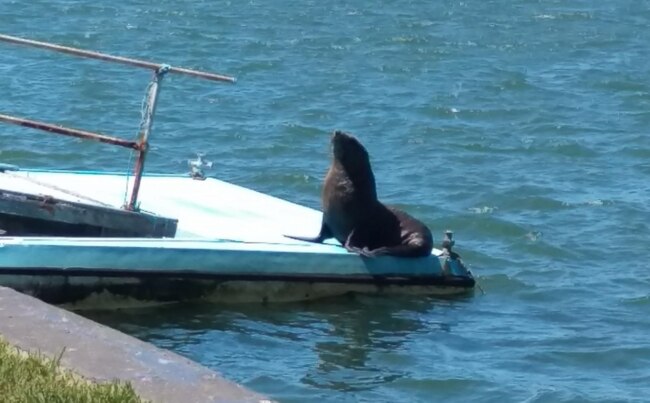 The seal suns itself on a Silverwater jetty. Picture: Nine News