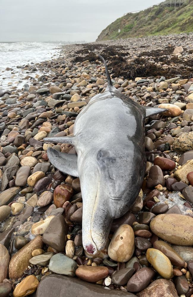 A dead bottlenose dolphin was found washed up at a popular beach south of Adelaide on Saturday. Picture: Supplied