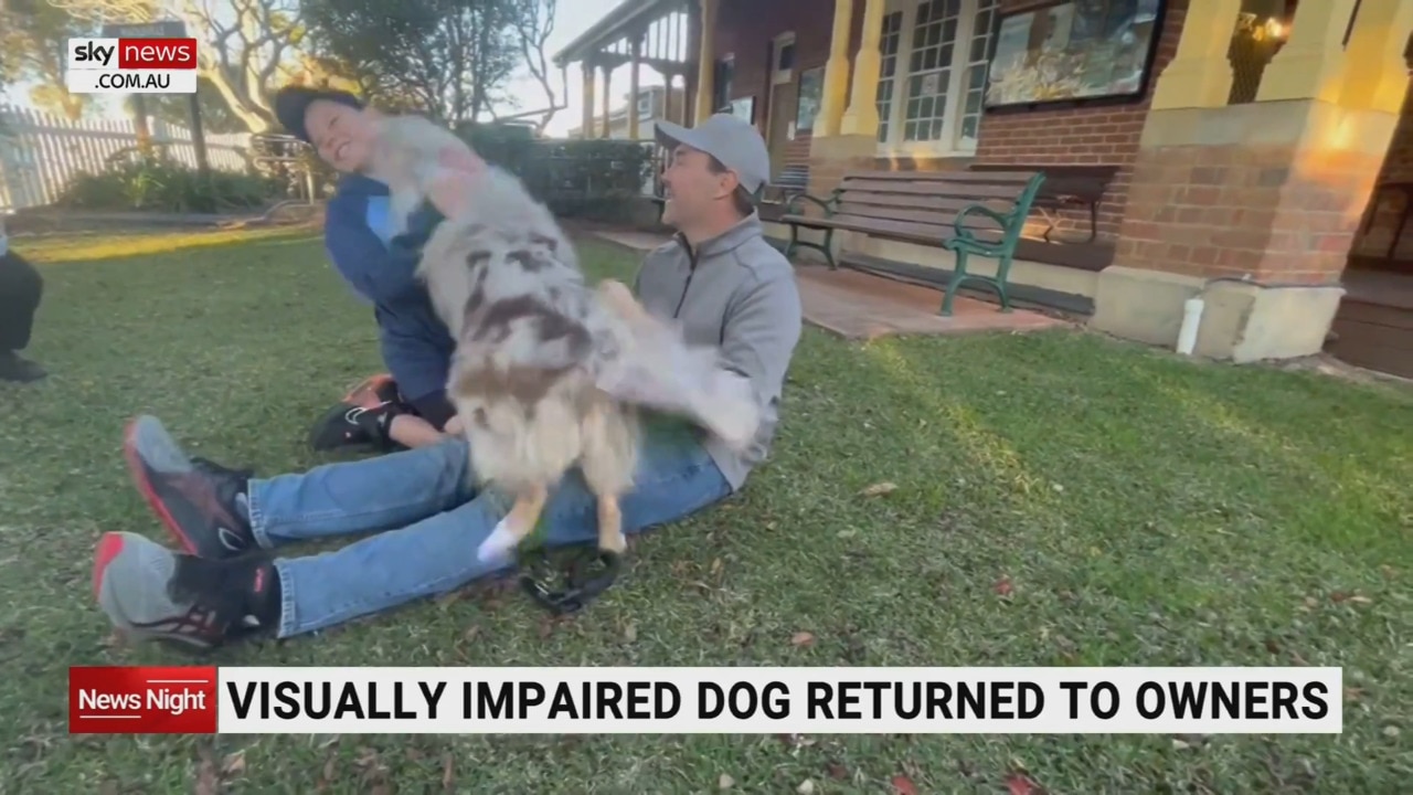 Blind Australian Shepherd returned to owners