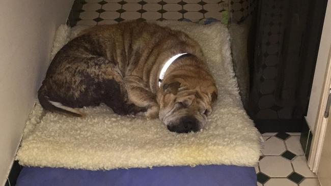 Butch's new bed where he is on the mend. Pic: Supplied