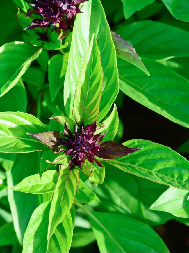 Thai basil.